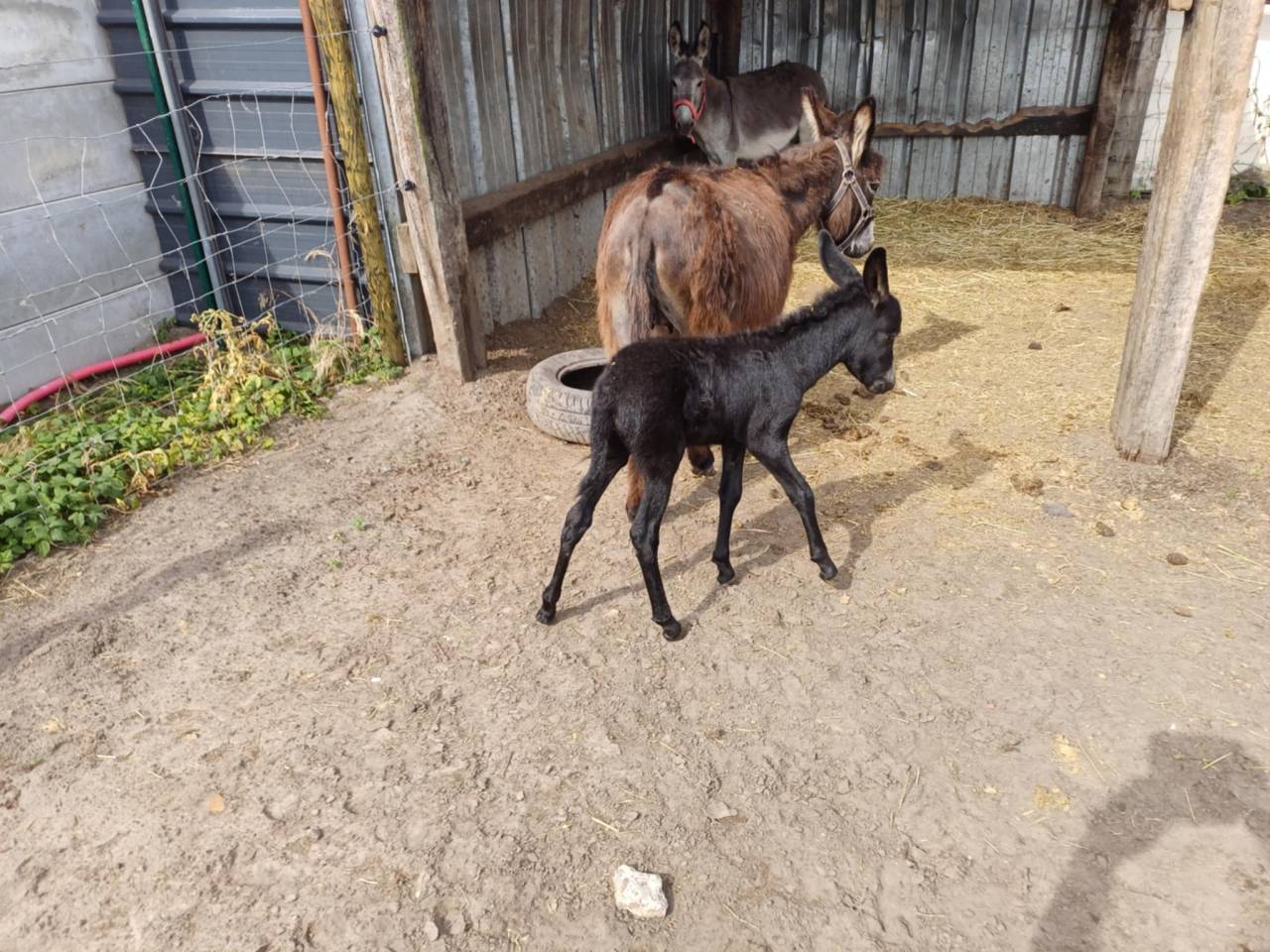 A vendre plusieurs ânes et ânesse de petit taille