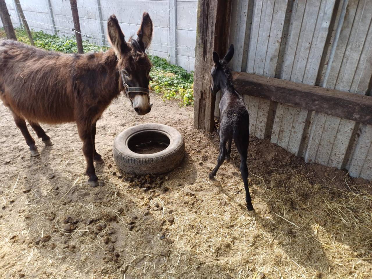 A vendre plusieurs ânes et ânesse de petit taille