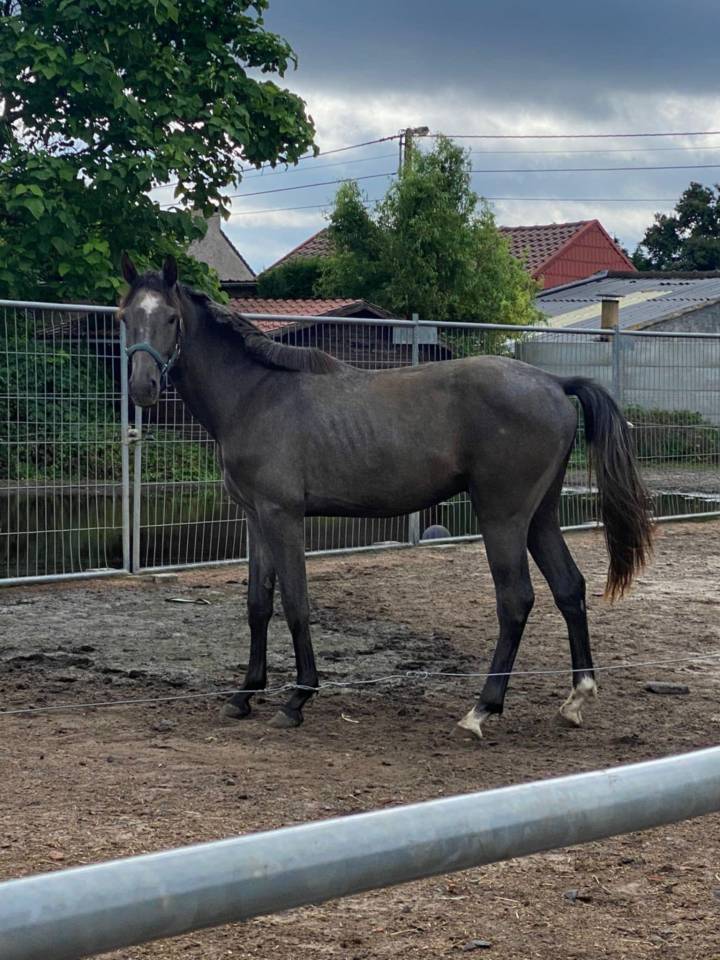 A vendre cheval hongre de 3 ans