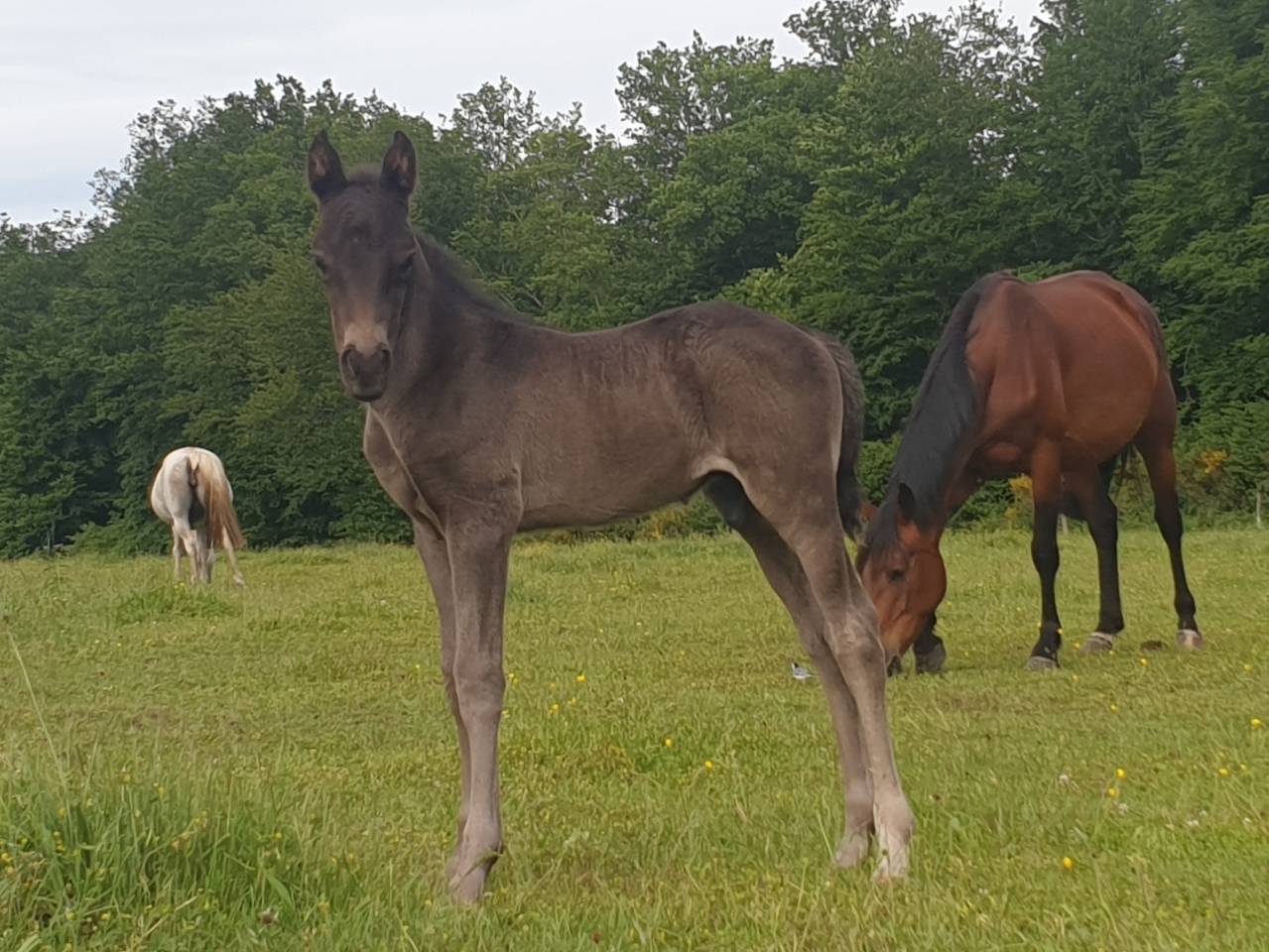 Poulain New Forest de Croisement à réserver 