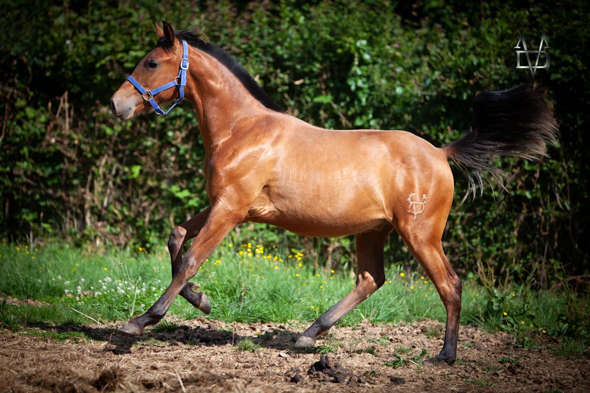 Magnifique poulain Pure Race Espagnole bai + Prl