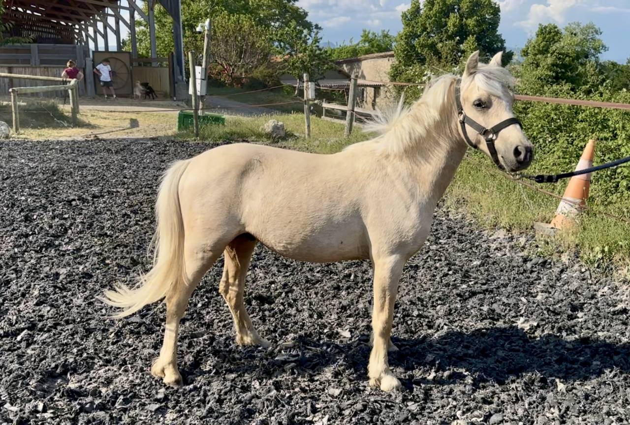 Welsh palomino