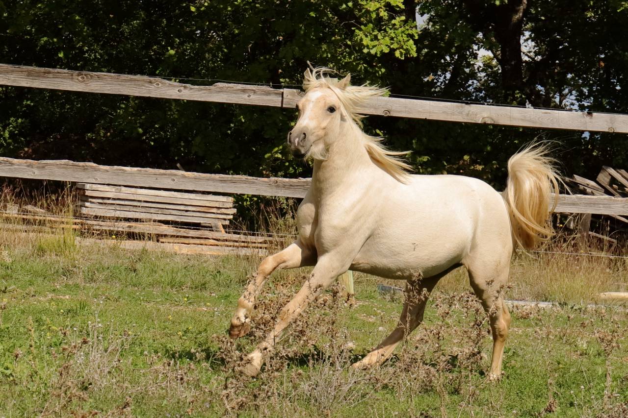 Poney Welsh palomino
