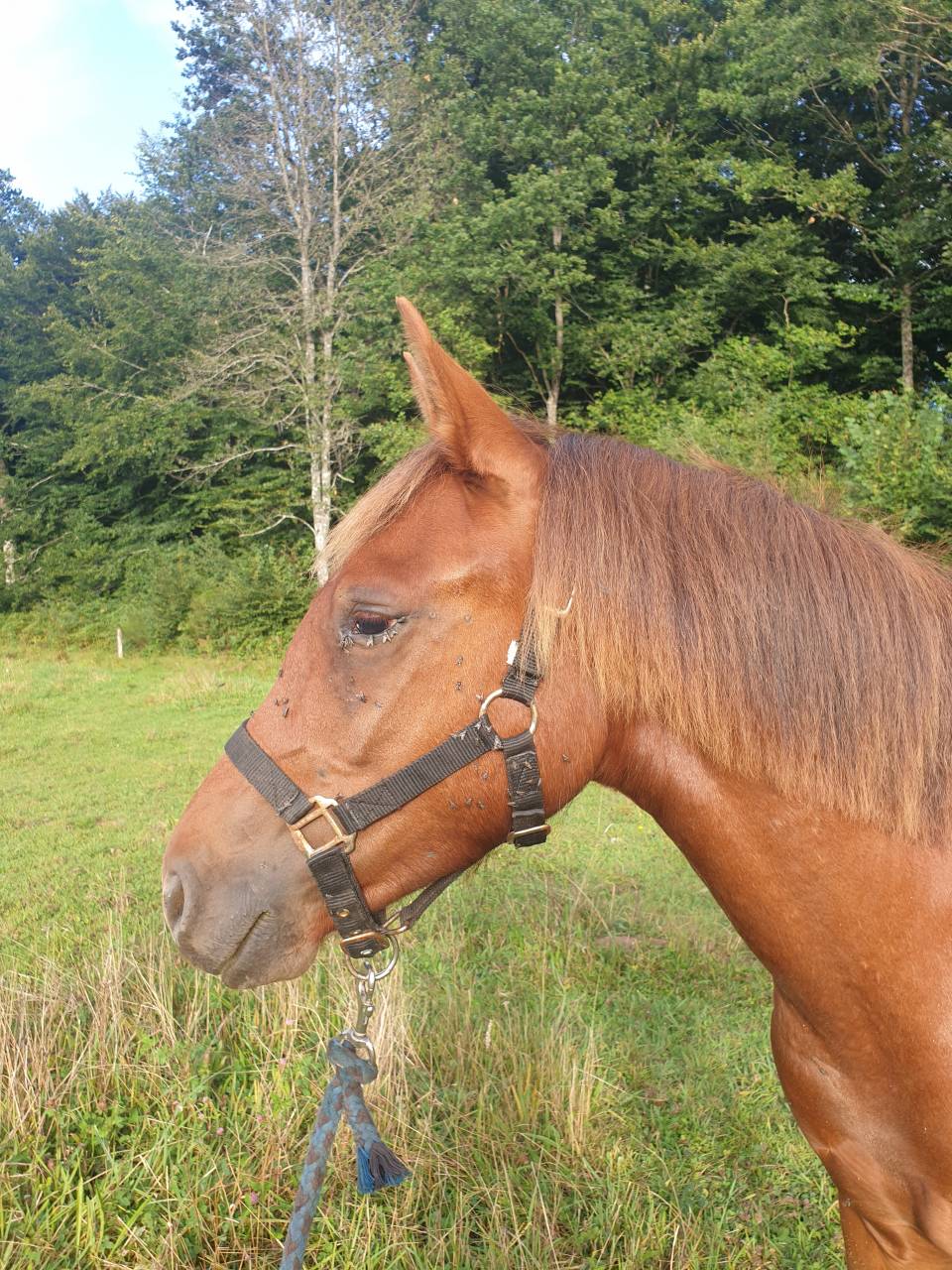 New Forest livre A 1 an