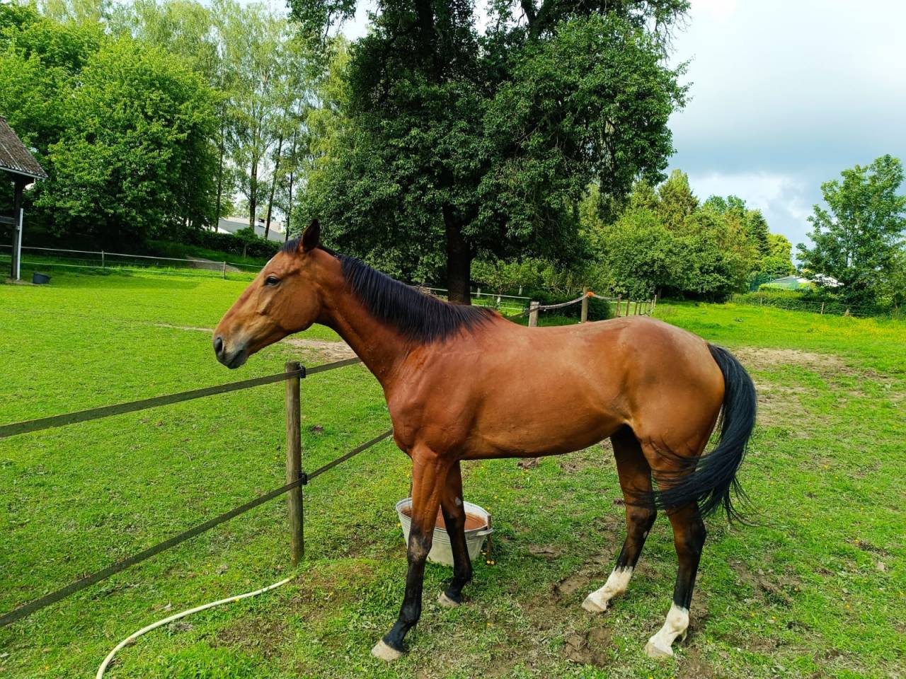 Vente Pur Sang Hongre de 8 ans