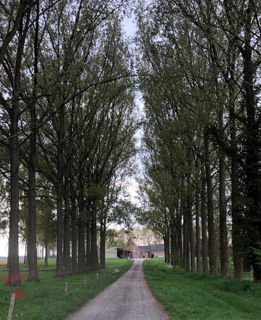 Pension pour chevaux ou poneys