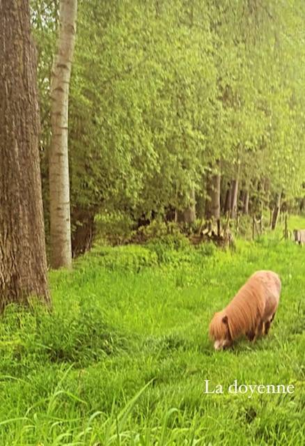 Pension pour chevaux ou poneys