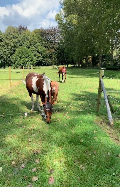 Pension pour chevaux ou poneys
