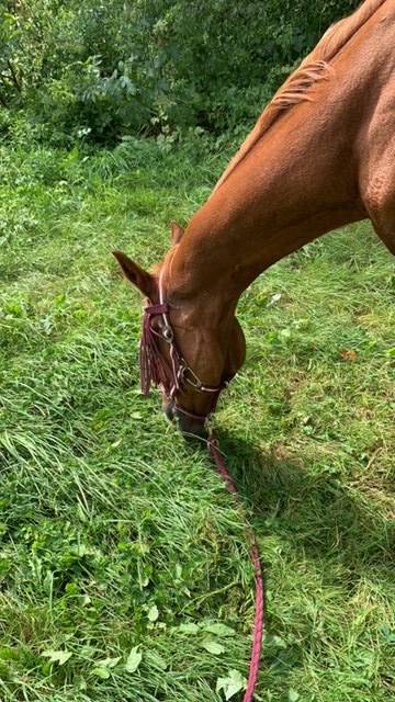 Pension pour chevaux ou poneys