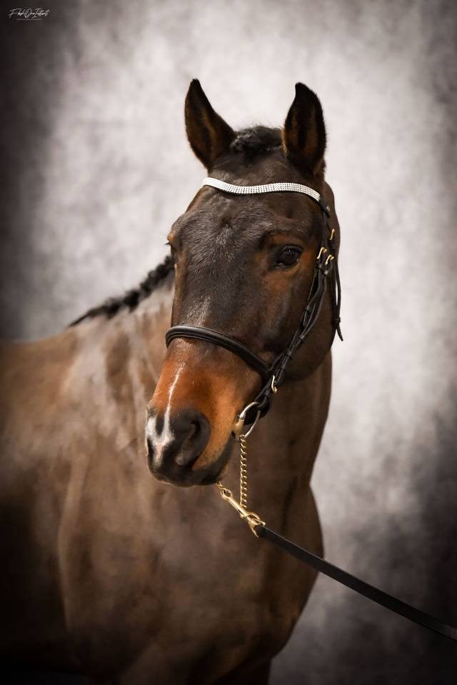 Vlashorst Arbalou Etalon Sport et Moderne