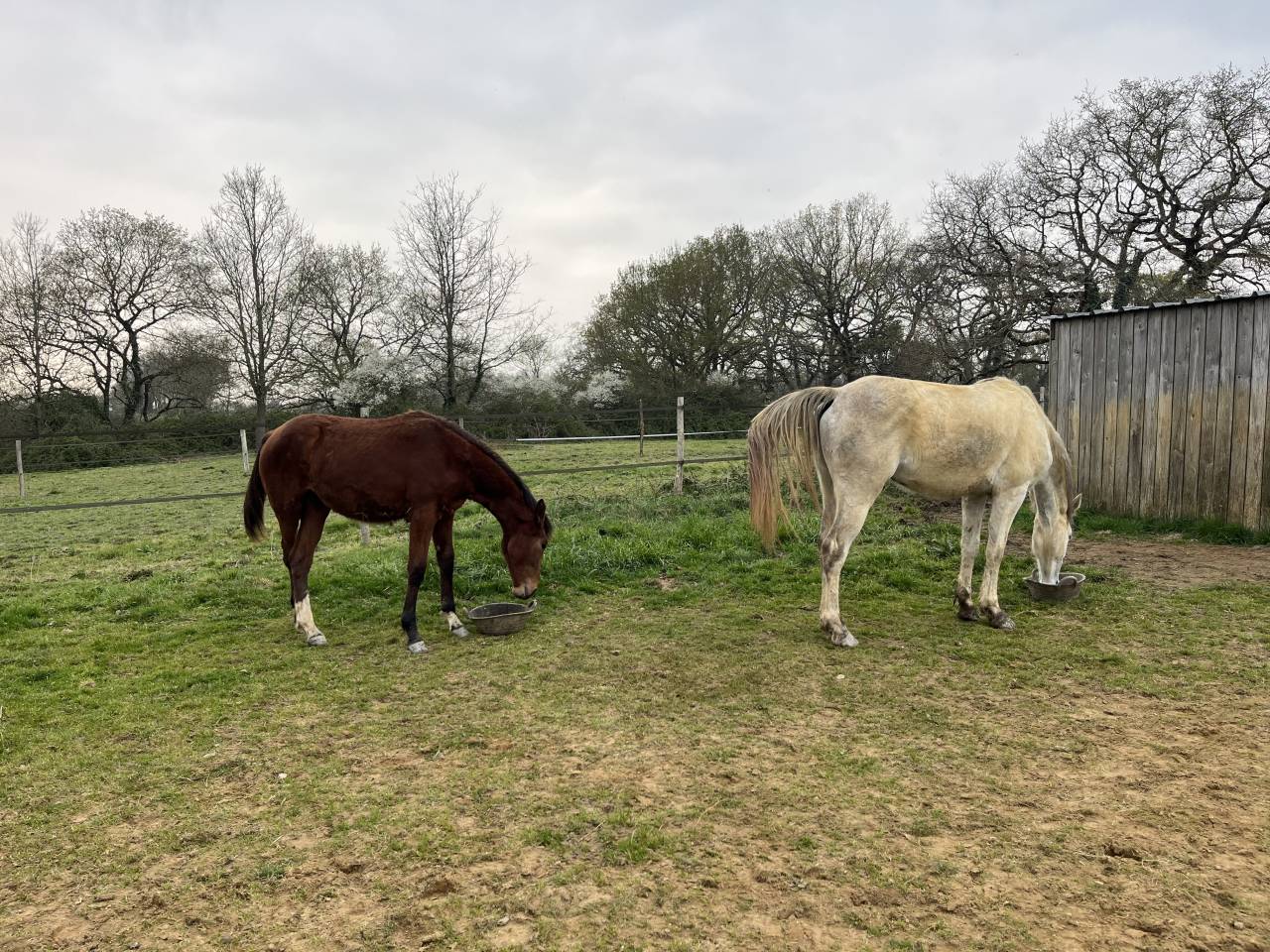 Pouliche par ALLROAD 2000Z et Ultimo Van Ter Moude