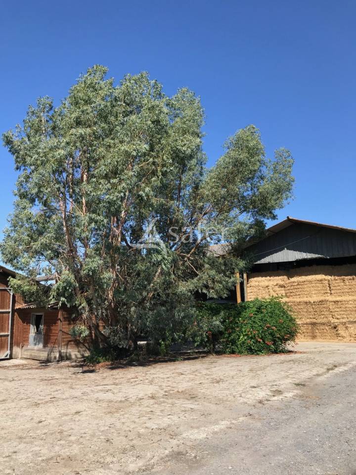 Proche Tarbes - Haras en activité