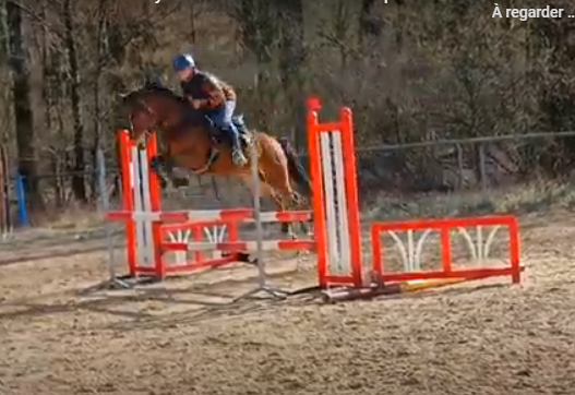 Poney 4 ans 148 Very star kerveyer X Élan de la Cour 