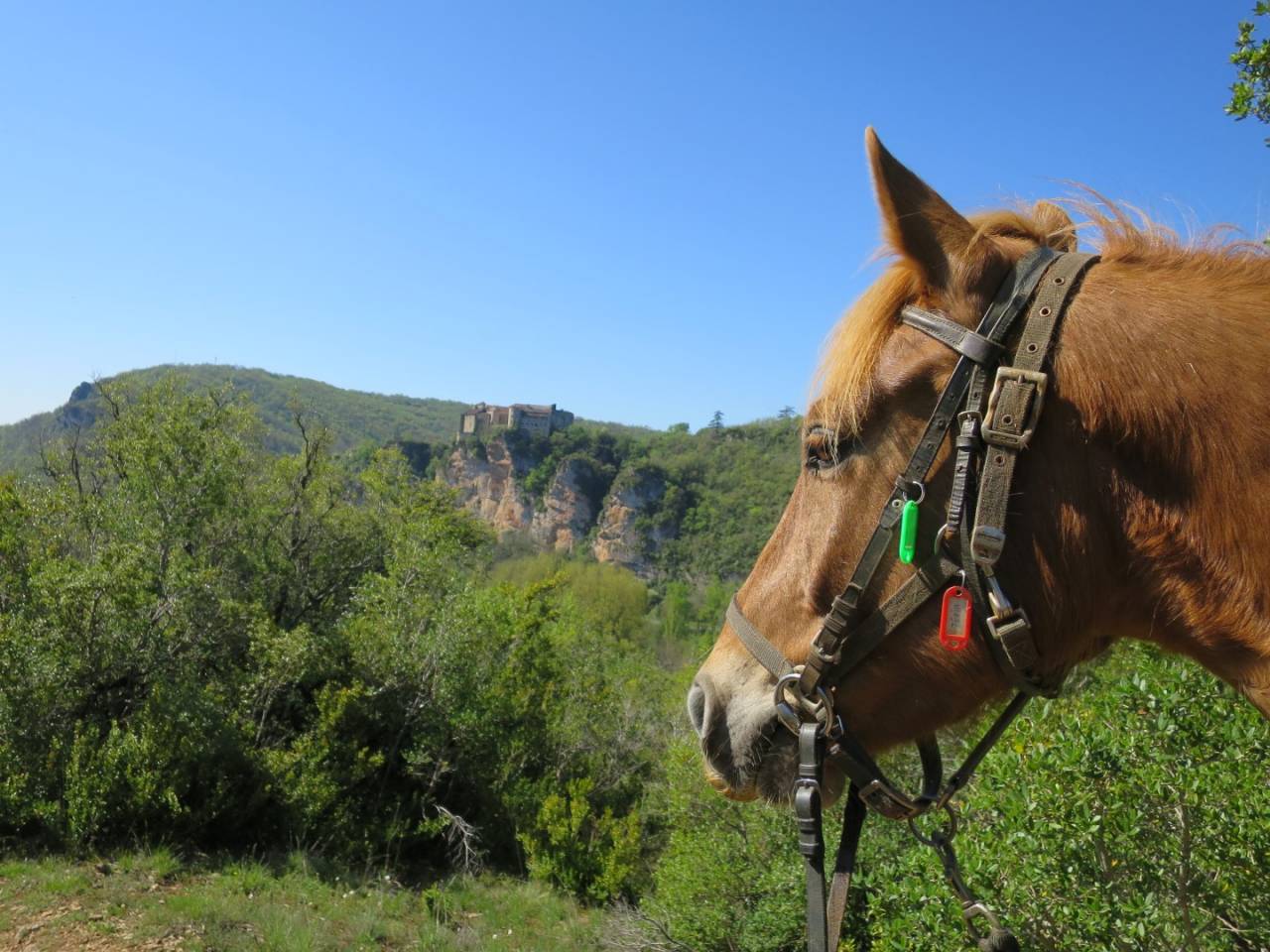 Propriété Equestre
