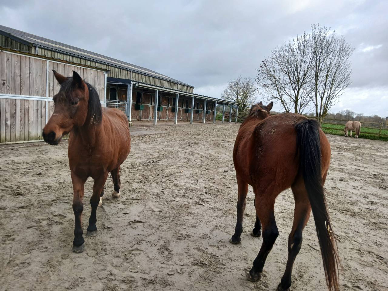 Pension spécialisée pour vieux chevaux et 100% Bio