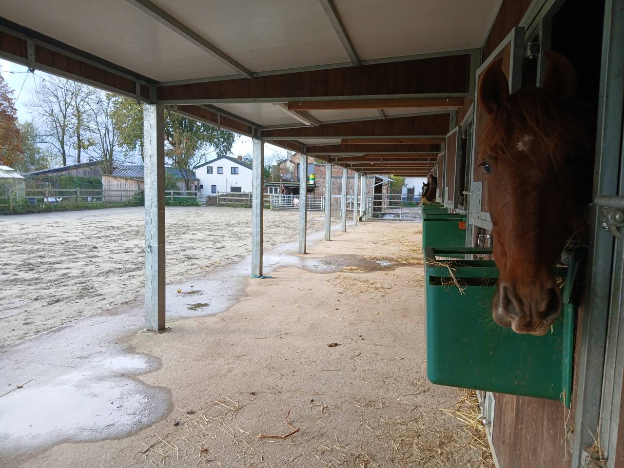 Pension spécialisée pour vieux chevaux et 100% Bio