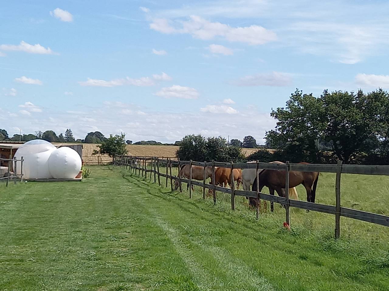 Propose stage d'enseignement au plus proche des chevaux