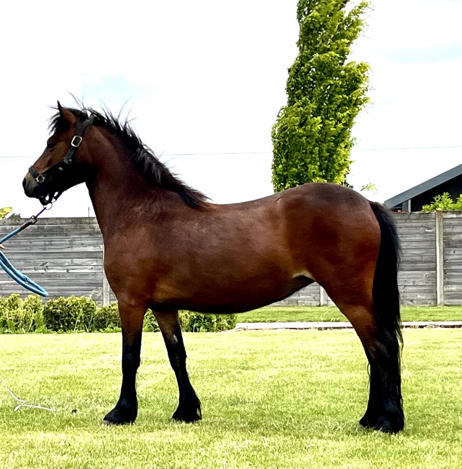 ponette Dartmoor PP confirmée pleine 