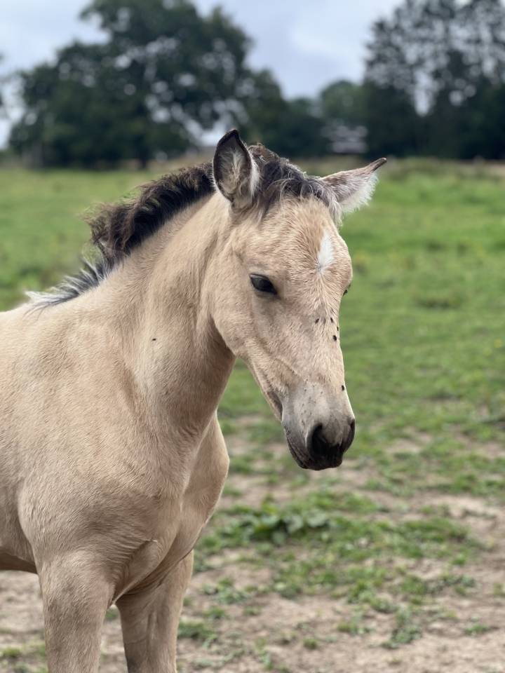 ❤️Adorable pouliche Lusitano ❤️