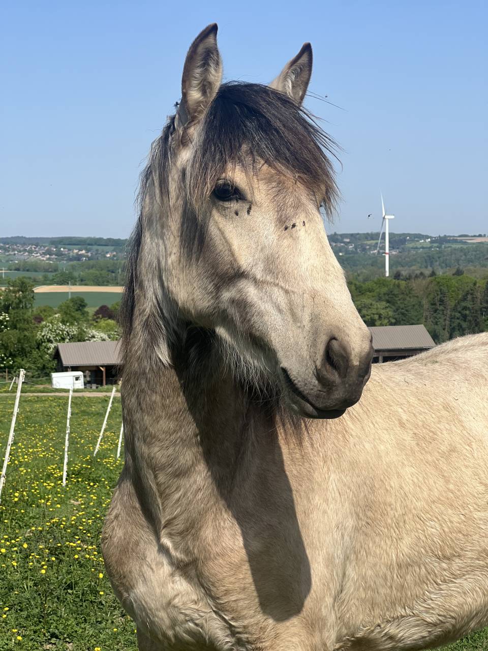 ❤️Adorable pouliche Lusitano ❤️