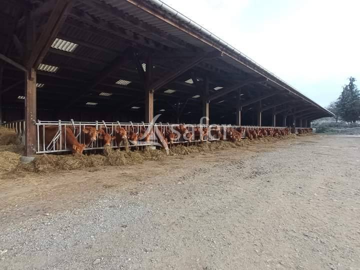 En Creuse, en limite de la Haute-Vienne, propriété sur environ