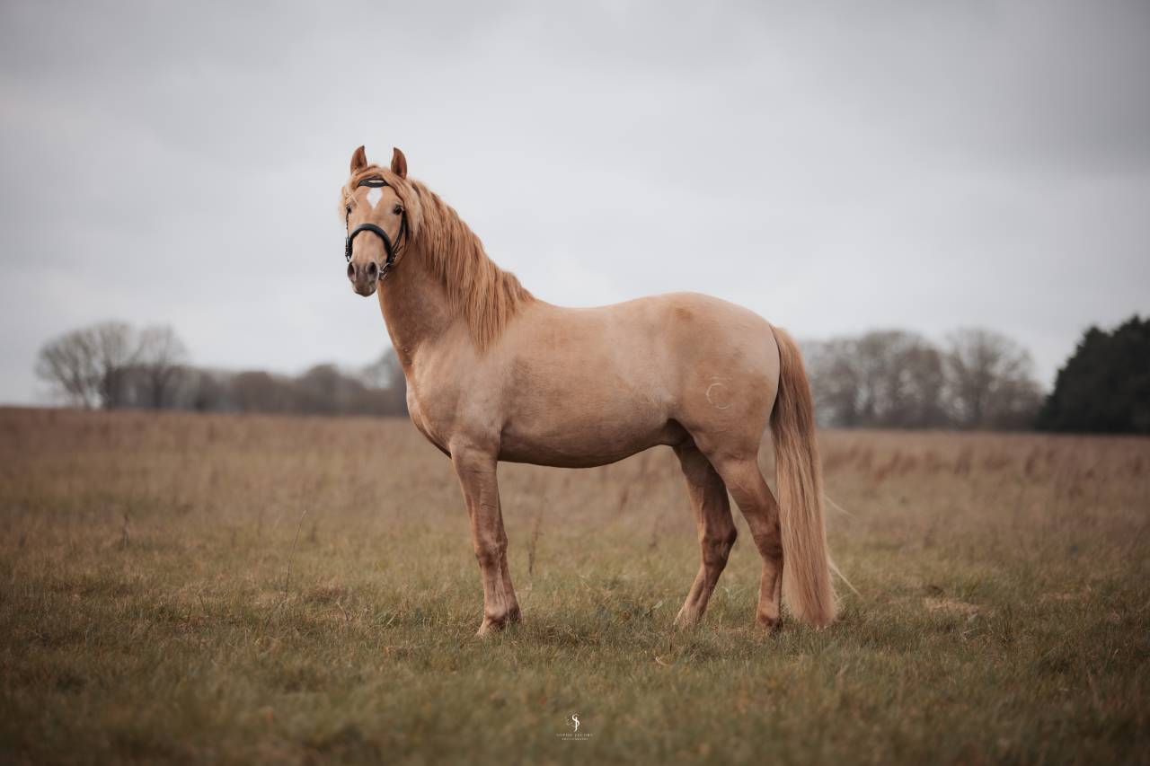 Etalon double pearl pour monte 2026