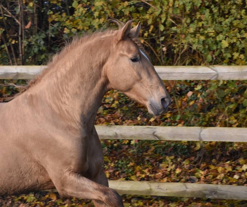 Etalon double pearl pour monte 2026