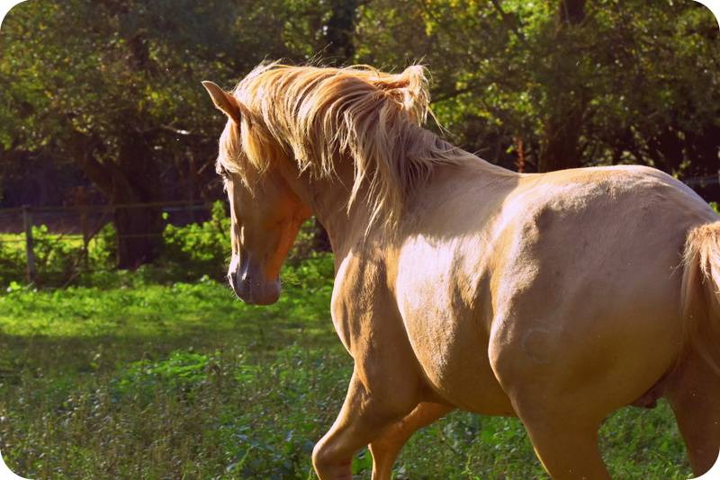 Etalon double pearl pour monte 2026