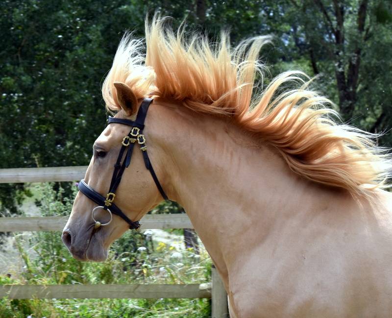 Etalon double pearl pour monte 2026