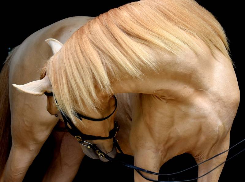 Etalon double pearl pour monte 2026