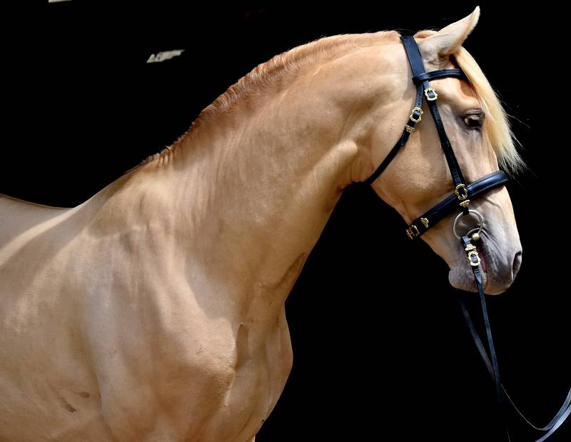 Etalon double pearl pour monte 2026