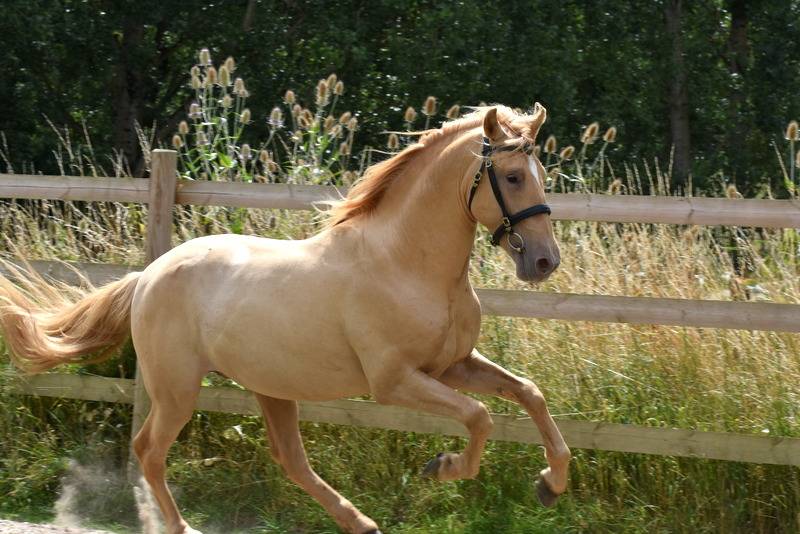 Etalon double pearl pour monte 2026