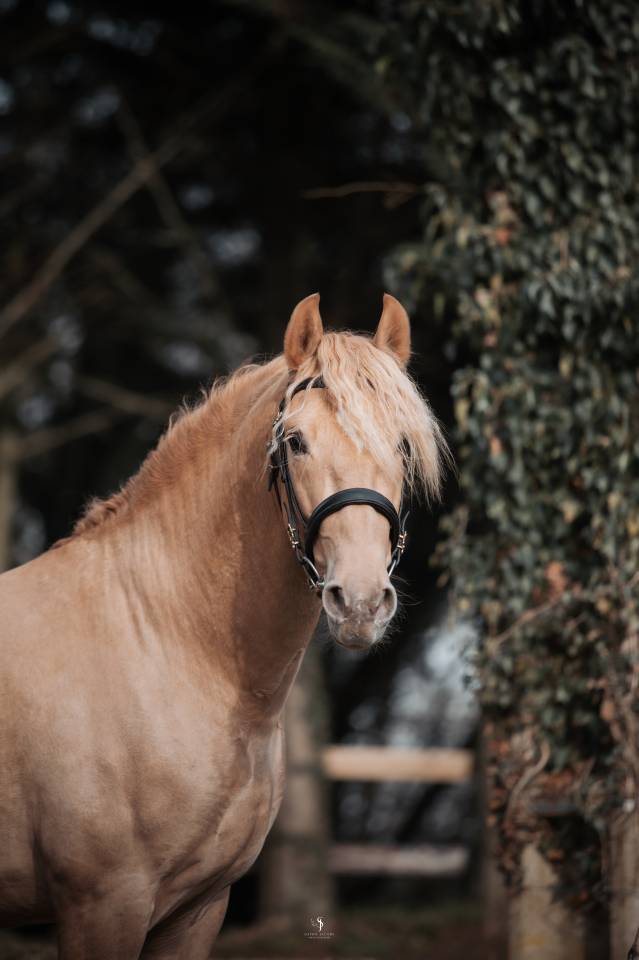 Etalon double pearl pour monte 2026