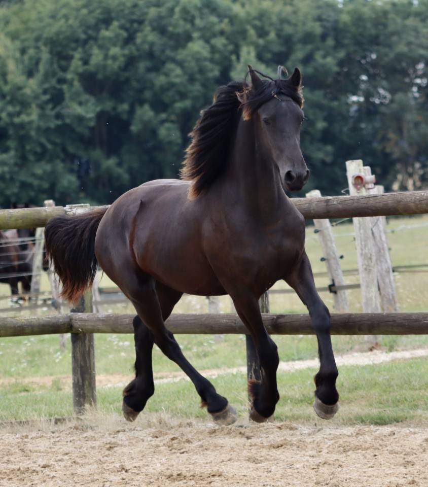 Superbe pouliche Frisone a vendre