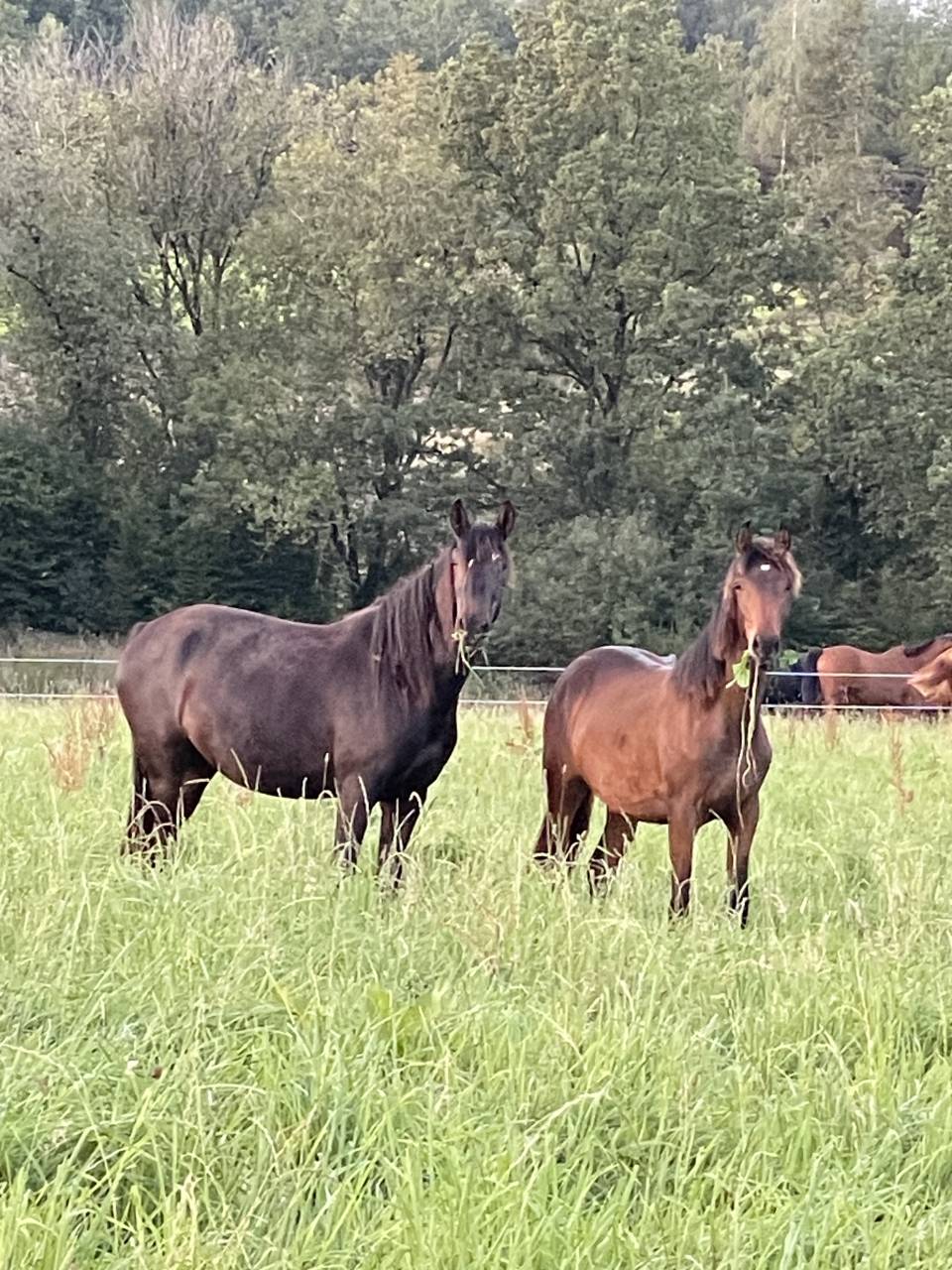 Pensions boxes disponibles 