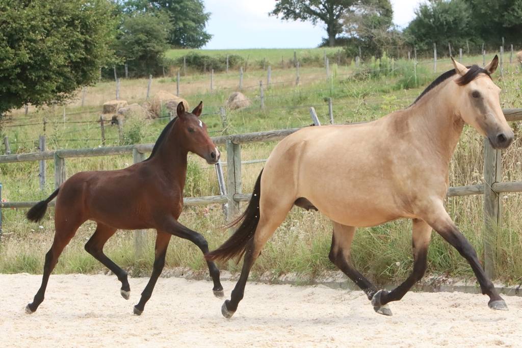 Pouliche Cruzado née en 2024