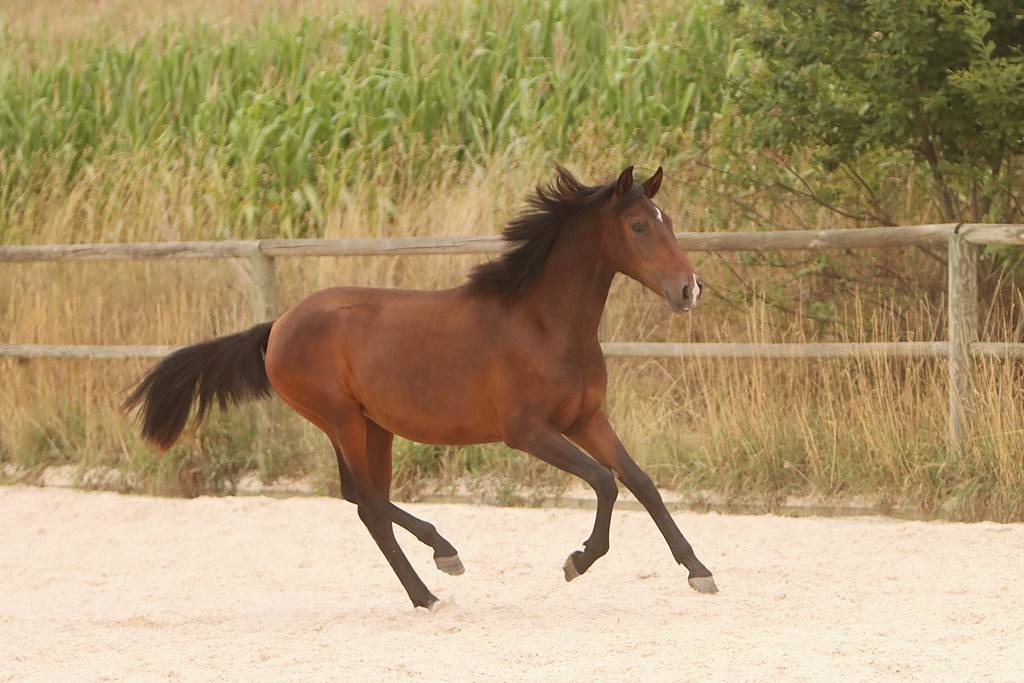 Pouliche Cruzado née en 2024