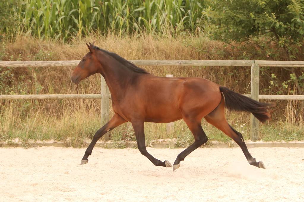 Pouliche Cruzado née en 2024