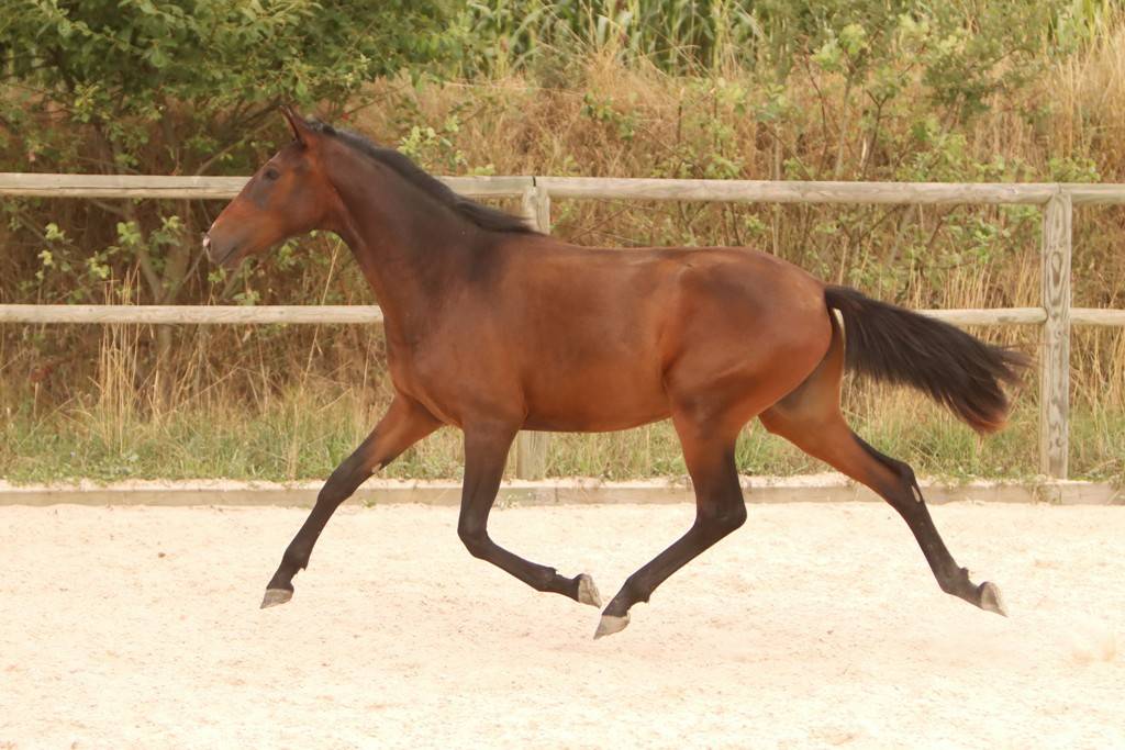 Pouliche Cruzado née en 2024