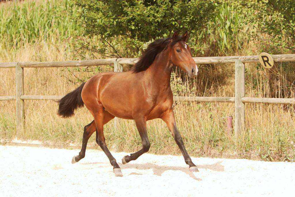 Pouliche Cruzado née en 2024