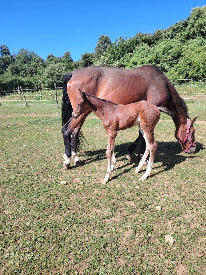 Pouliche sf très chic 