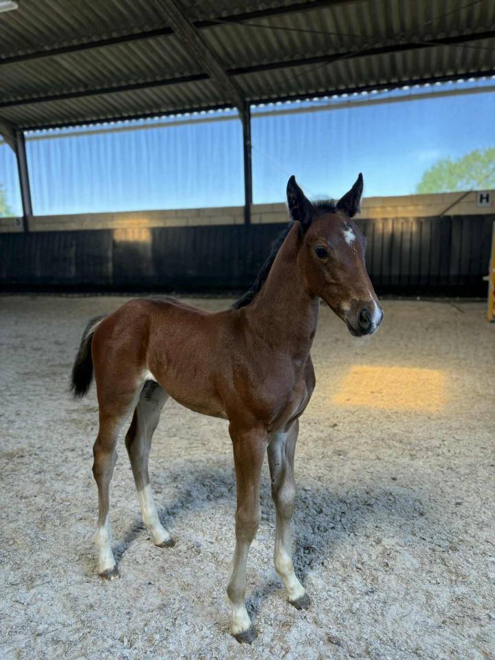 Pouliche sf très chic 