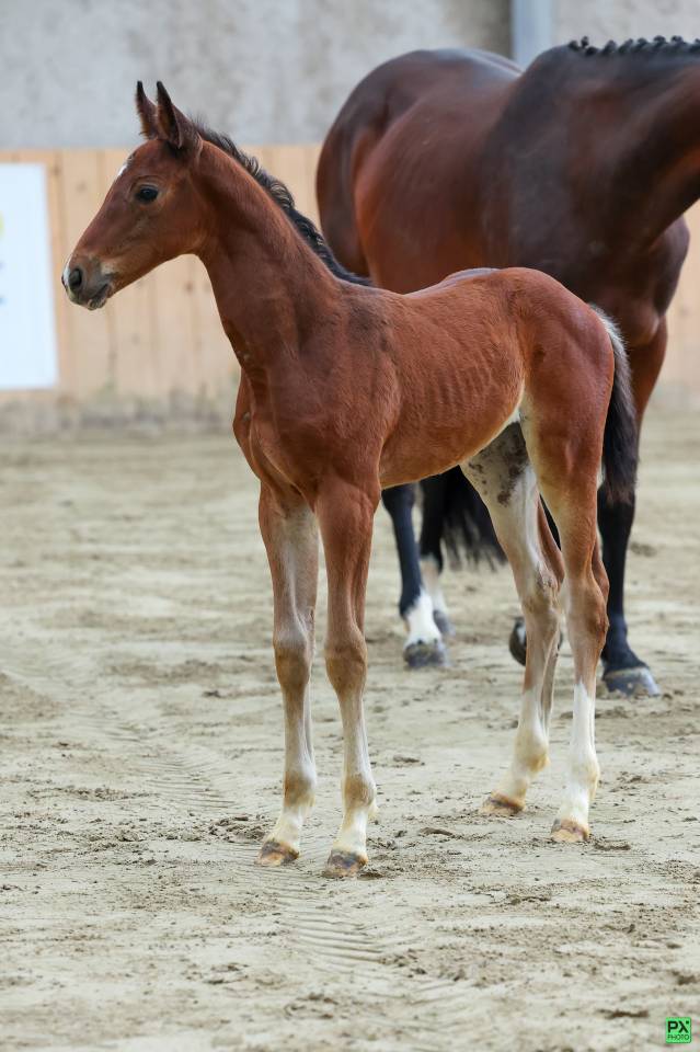Pouliche sf très chic 