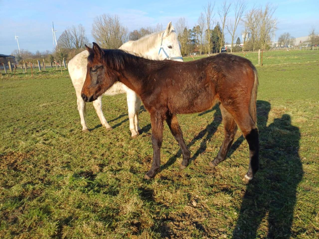 A vendre pouliche de 16 mois de Commilf'Oh