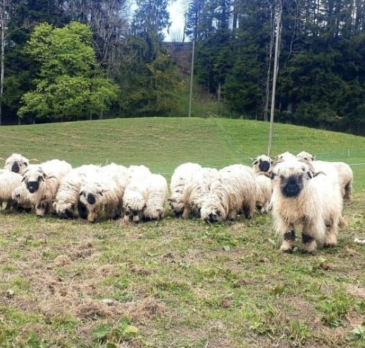 Nuit tranquille dans G&icirc;te &eacute;questre