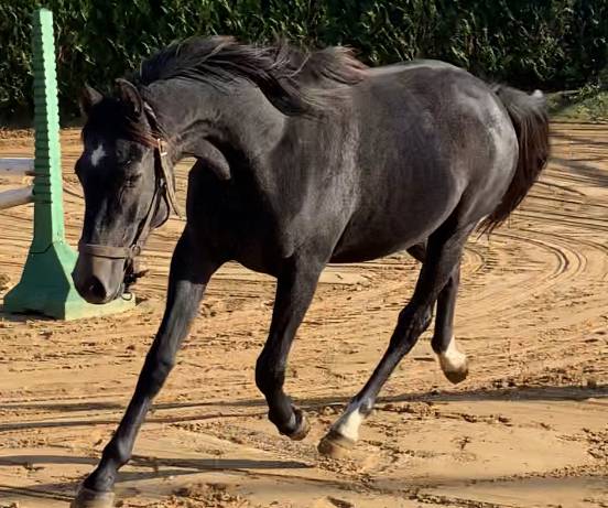 À vendre  jument   6 ans géniale