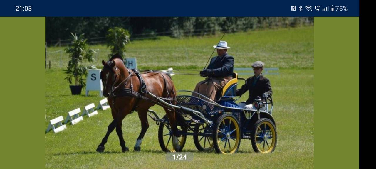 Saillie Freiberger franches -montagnes 