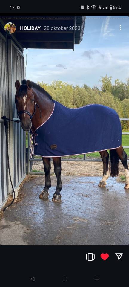 Saillie Freiberger franches -montagnes 