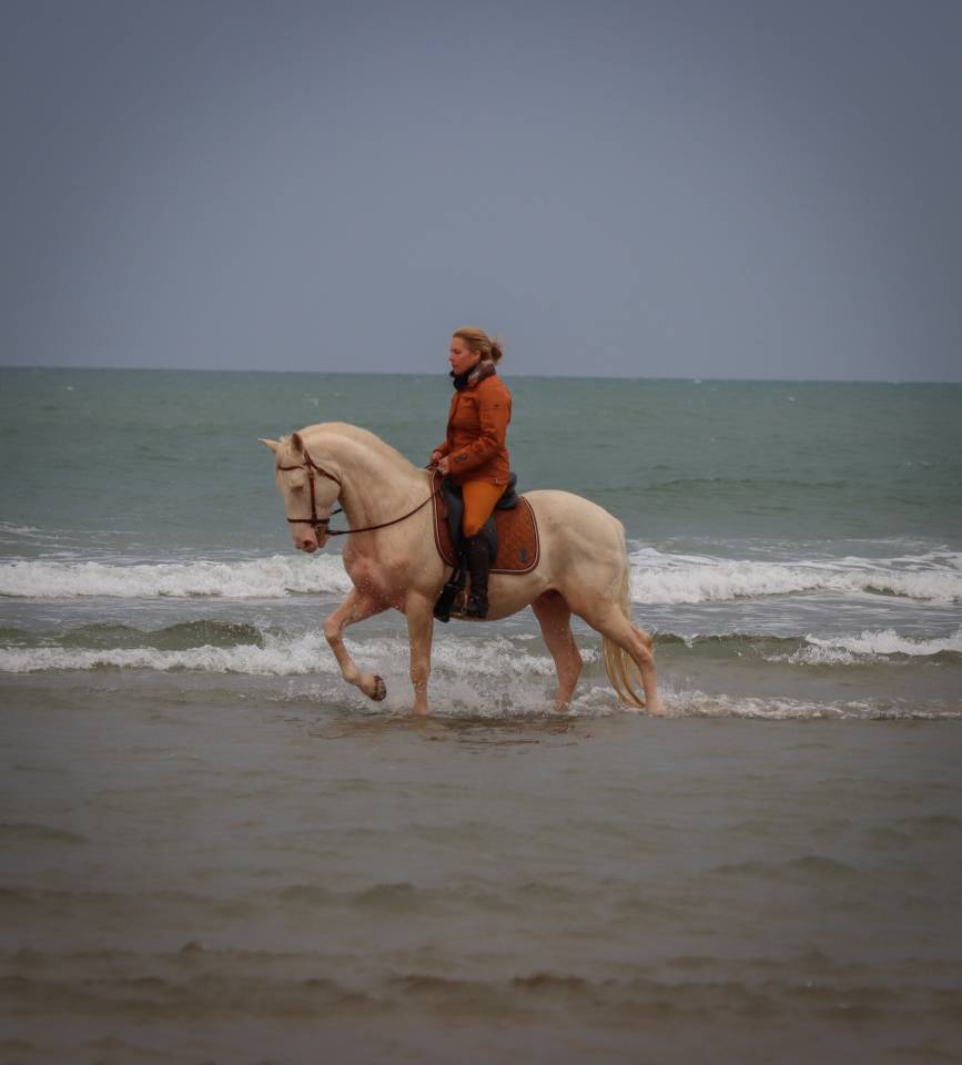 Etalon lusitanien cr&egrave;me 