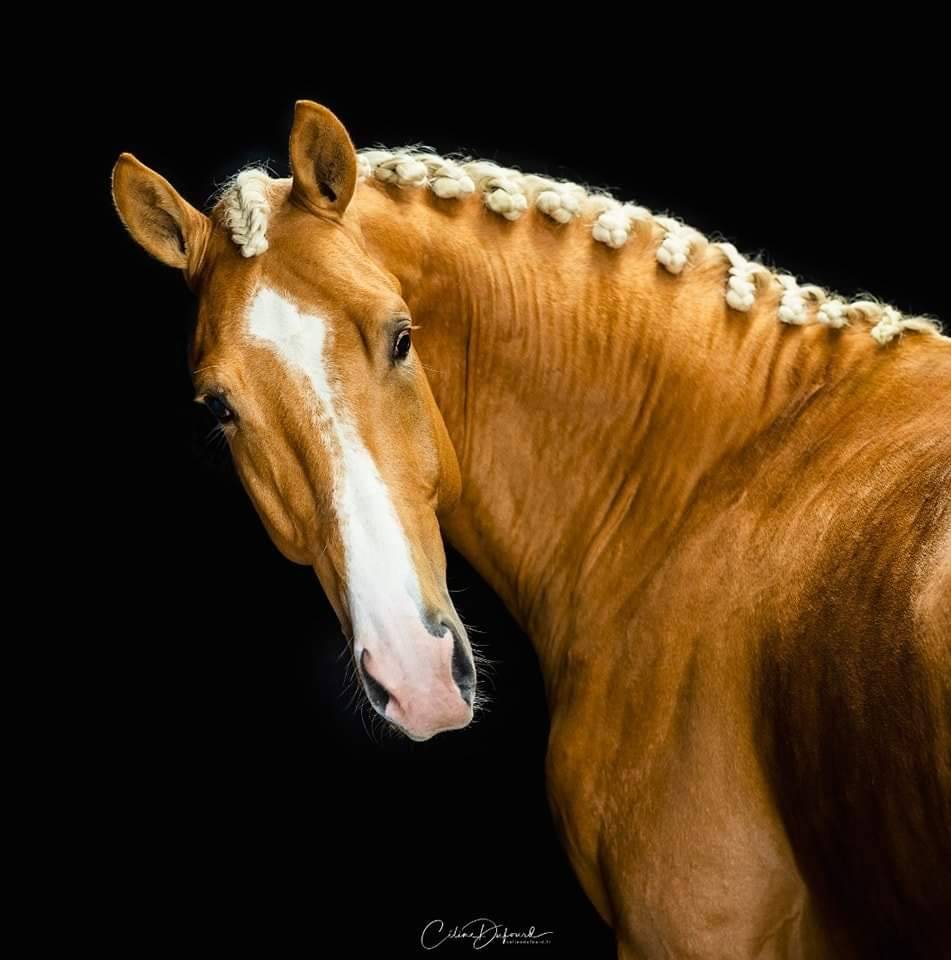 Karat-J &Eacute;talon Palomino Wielkopolski agr&eacute;e AES